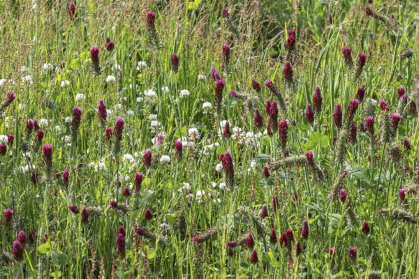 Incarnate clover (Trifolium incarnatum) and white clover (Trifolium repens), Emsland, Lower Saxony, Germany, Europe