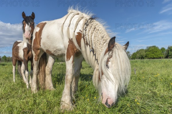 Irish Cob horse in a pasture in spring. Horse with mouth filled in pigtails