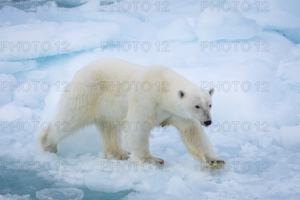 Polar bear (Ursus maritimus) on the pack ice at 82 degrees north, Spitsbergen Island, Svalbard and Jan Mayen archipelago, Norway, Europe