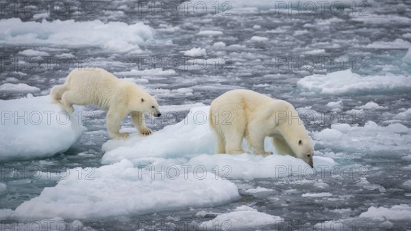 Polar bears (Ursus maritimus) on the pack ice at 82 degrees north, mother with cubs, Svalbard Island, Svalbard archipelago, Svalbard and Jan Mayen, Norway, Europe