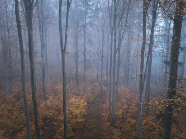 Dense foggy autumn forest with many tall trees, Gechingen, Black Forest, Germany, Europe