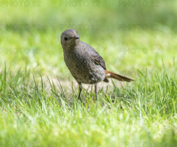 Black redstart (Phoenicurus ochruros), female foraging on a lawn in a garden, Lower Saxony, Germany, Europe