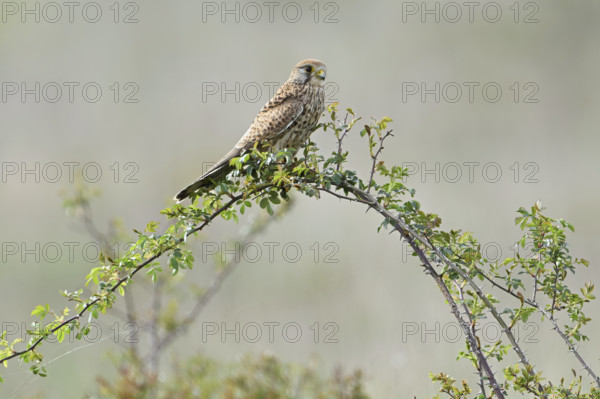 Kestrel (Falco tinnunculus), female on perch, Lake Neusiedl National Park, Seewinkel, Burgenland, Austria, Europe