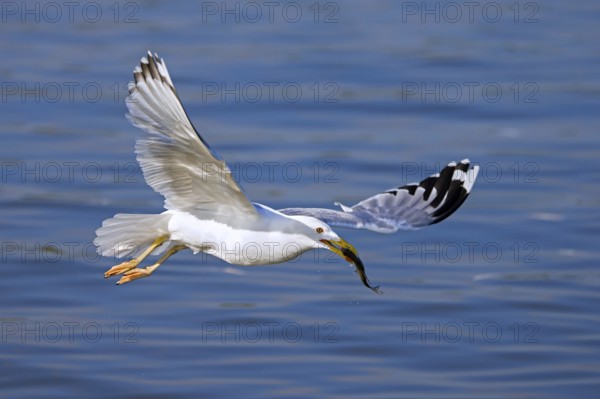 Yellow-legged gull (Larus michahellis) taking off with caught fish prey in beak in spring