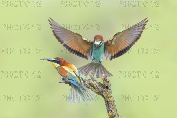 Bee-eater (Merops apiaster), pair, one bird approaching, wildlife, Lake Neusiedl National Park, Seewinkel, Burgenland, Austria, Europe