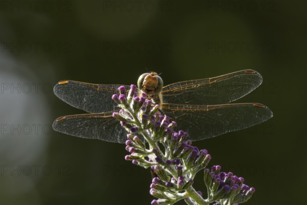 Common darter dragonfly (Sympetrum striolatum) adult insect on a Buddleia plant flower in the summer, England, United Kingdom, Europe