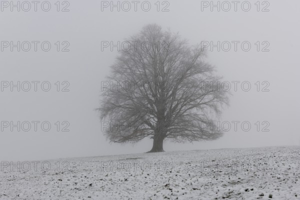 A large tree in the middle of a snow-covered and foggy landscape, Rieden am Forggensee, Ostallgäu, Allgäu, Swabia, Bavaria, Germany, Europe