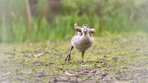 Nile goose chicks (Alopochen aegyptiaca) running in an augmented gait, stretching their not yet developed wings, frontal view, ground covered by small twigs and short green grass, background blurred, reed belt and tree trunks, Rombergpark, Dortmund, North Rhine-Westphalia, Germany, Europe