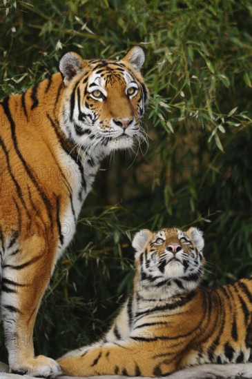 An adult tiger and a young lying relaxed in the bamboo, Siberian tiger (Panthera tigris altaica), captive, occurring in Russia, North Korea and China