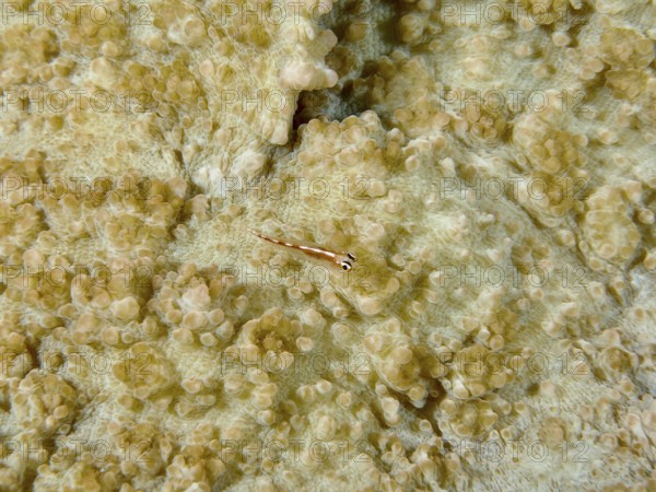 Transparent dwarf goby (Bryaninops erythrops) camouflages itself on a cream-coloured coral surface, dive site Spice Reef, Penyapangan, Bali, Indonesia, Asia