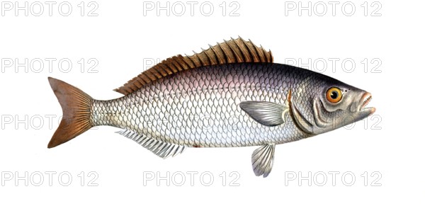 Fish, Fish, Fish genus from the snapper family Lutjanus chrysops, The Gold-Eye, Historical, digitally restored reproduction from a 19th century original, Record date not stated