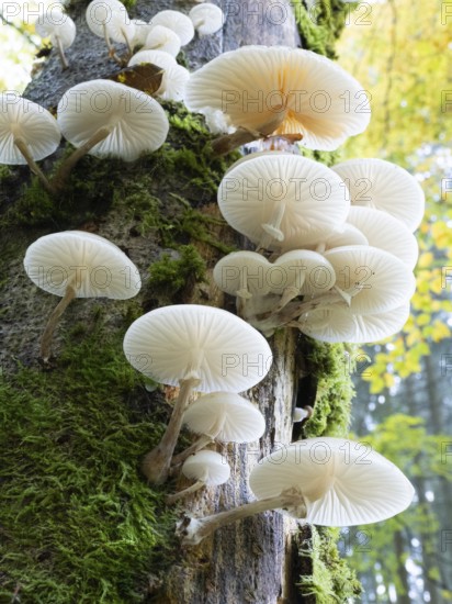 Porcelain fungus, (Oudemansiella mucida), growing on tree stem, in autumn, in woodland of the UNESCO Biosphere nature reserve, county Bavaria, Germany, Europe