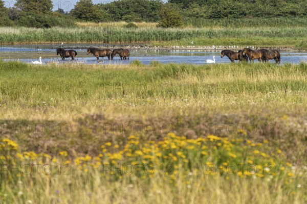 Wild horses in the Klise Nor area near Bagenkop, Langeland Island, Denmark, Europe