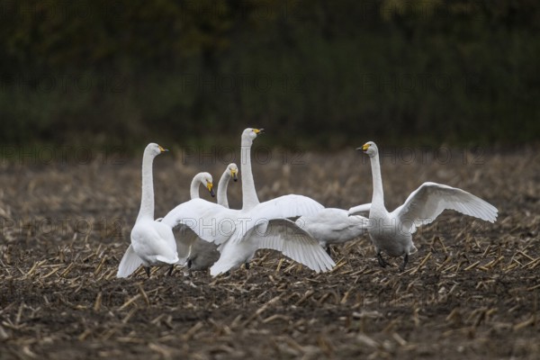 Whooper swans (Cygnus cygnus), Emsland, Lower Saxony, Germany, Europe