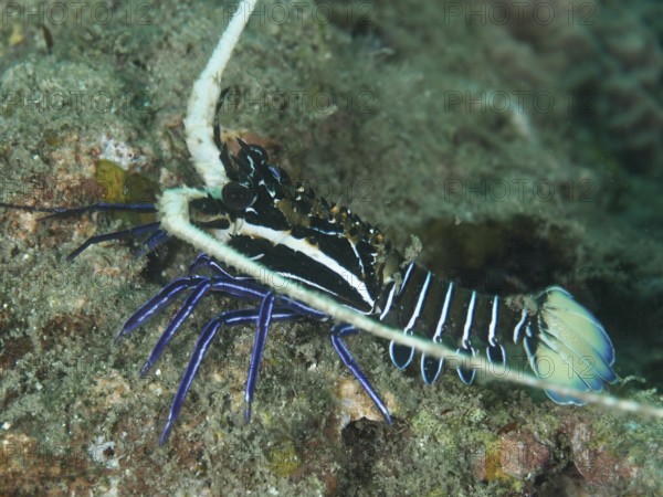 Painted rock crayfish (Panulirus versicolor), dive site Gondol East, Gondol, Bali, Indonesia, Asia