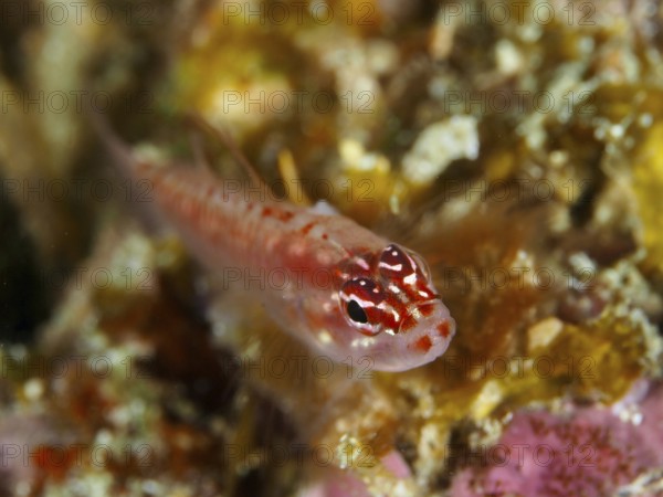 Close-up of a small red-spotted fish, hairfin dwarf goby (Eviota prasites), dwarf goby, dive site Spice Reef, Penyapangan, Bali, Indonesia, Asia