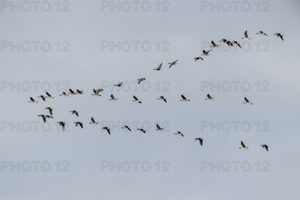 Bean geese (Anser fabalis), flying group, Emsland, Lower Saxony, Germany, Europe