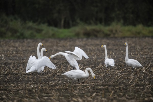 Whooper swans (Cygnus cygnus), Emsland, Lower Saxony, Germany, Europe