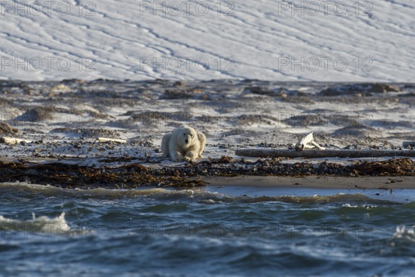 Polar bear (Ursus maritimus), male on beach in front of glacier, Kvitøya, Svalbard and Jan Mayen archipelago, Norway, Europe