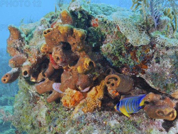 A colourful assemblage of corals and sea sponge, Brown tube sponge (Agelas conifera), with a Blue-yellow fish, dive site John Pennekamp Coral Reef State Park, Key Largo, Florida Keys, Florida, USA, North America