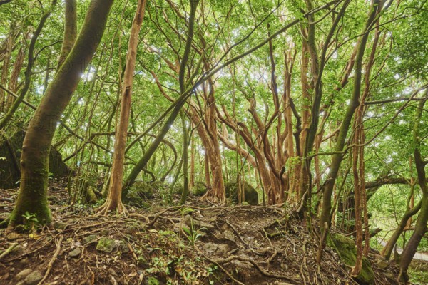 Landscape of Rainforest at the Lulumahu trail to the Lulumahu falls, Honolulu Watershed Forest Reserve, Hawaiian Island Oahu, O?ahu, Hawaii, Aloha State, United States, North America