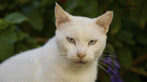 Close-up of a white cat with a calm facial expression, surrounded by green leaves, cats, Rhodes Old Town, Rhodes Town, Rhodes, Dodecanese, Greek Islands, Greece, Europe