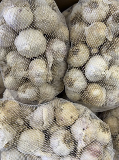 Garlic cloves Garlic (Allium sativum) Leek plant Knofel, Knobloch, Knufloch, Knobel, Chnöbli packed in nylon plastic netting for display in grocery stores, greengrocers, retail, wholesale, international