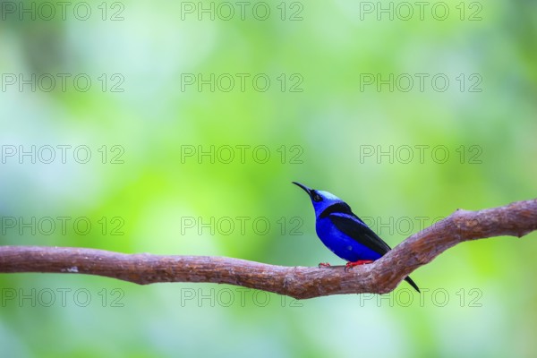 Red-footed honey suckers (Cyanerpes cyaneus), tanagers (Thraupidae), Alajuela, Costa Rica, Central America