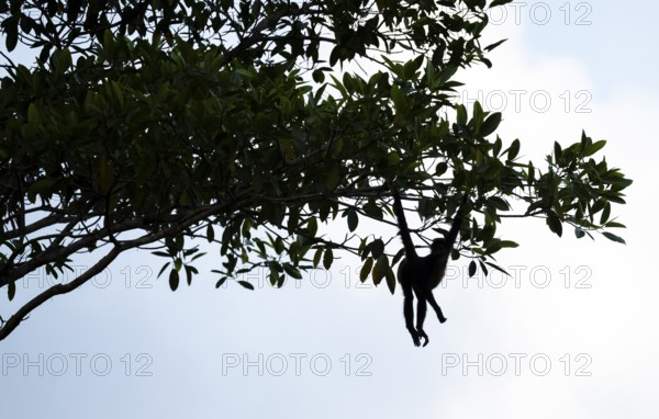 Geoffroy's spider monkey (Ateles geoffroyi), monkey foraging in a tree, Sirena, Corcovado National Park, Osa, Puntarena Province, Costa Rica, Central America