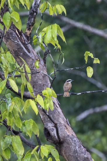 Sulphur-masked tyrant (Pitangus sulphuratus) sitting on a branch, Corcovado National Park, Osa Peninsula, Puntarena Province, Costa Rica, Central America