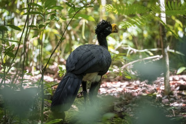 Tuberkehlhokko (Crax rubra), adult male, in the tropical rainforest, Corcovado National Park, Osa, Puntarena Province, Costa Rica, Central America