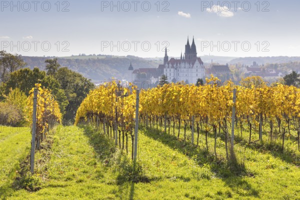 Viewpoint over the Proschwitz vineyards to Albrechtsburg Castle and Meissen Cathedral, Saxony, Germany, Europe