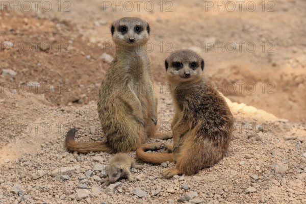 Burrowing owl (Suricata suricatta), adult, two adults, juvenile, newborn, baby, at the burrow