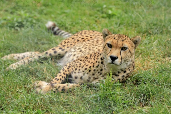 Northeast African Cheetah (Acinonyx jubatus soemmeringii), adult, alert, recumbent, captive, Africa, Northeast Africa