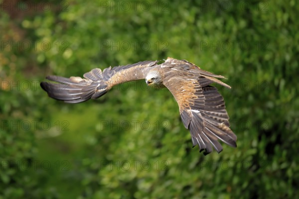 Black Kite (Milvus migrans), adult, flying, calling, in summer, Rhineland-Palatinate, Germany, Europe