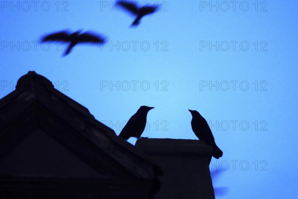 Corvids in winter, Germany, Europe