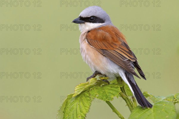 Red-backed shrike, red-backed shrike, thorn-backed shrike, family of shrikes, (Lanius collurio), male, Hockenheim, Baden-Württemberg, Germany, Europe