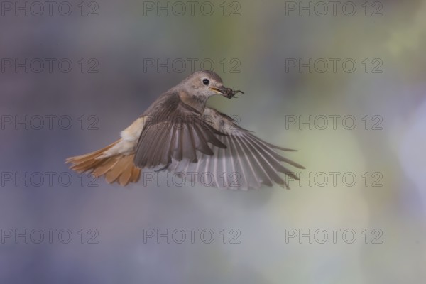 Common redstart (Phoenicurus phoenicurus), female approaching the nest with food in her beak, North Rhine-Westphalia, Germany, Europe