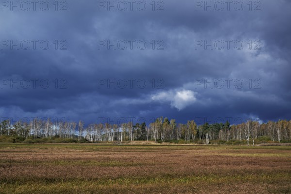 Bog birch (Betula pubescens), in front of a dark sky, Federsee lake nature reserve, UNESCO World Heritage Site, Bad Buchau, Upper Swabia, Baden-Württemberg, Germany, Europe