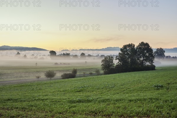 Meadows and trees in the early morning mist, Reuss valley, Aristau, Freiamt, Canton Aargau, Switzerland, Europe