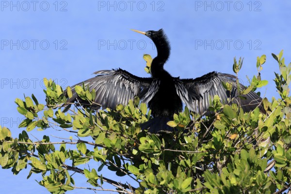 American Darter (Anhinga anhinga), American Darter, adult, male, on tree, drying feathers, Merritt Island, Black Point Wildlife Drive, Florida, USA, North America