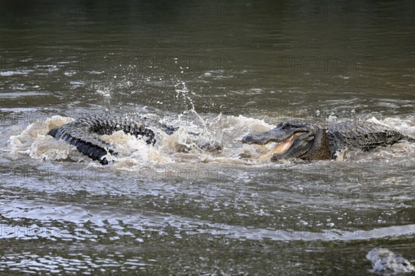 Mississippi Alligator (Alligator mississippiensis), pike alligator, adult, male, two males, fighting, in water, Florida, USA, North America