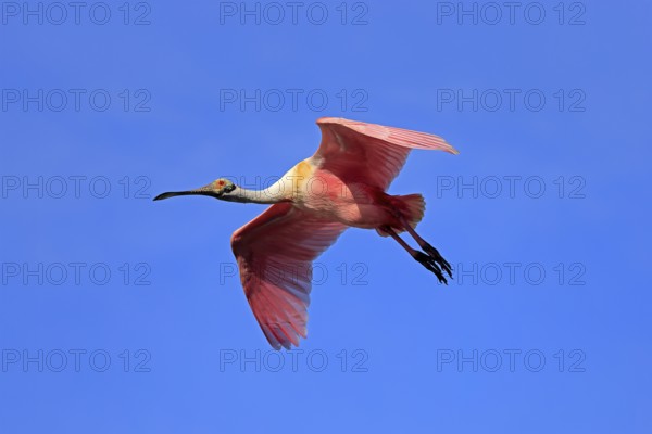 Roseate spoonbill (Platalea ajaja), adult, flying, St. Augustine, Florida, North America, USA, North America