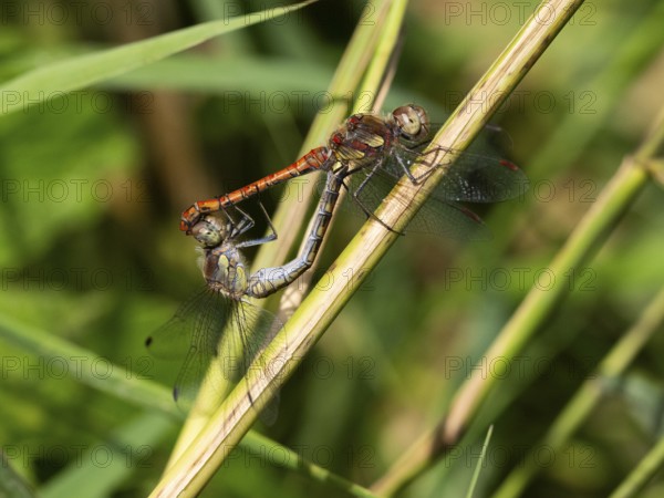 Common darter dragonfly (Sympetrum striolatum) male and female copulating, in wheel position, resting on stalk of reed, Hesse, Germany, Europe