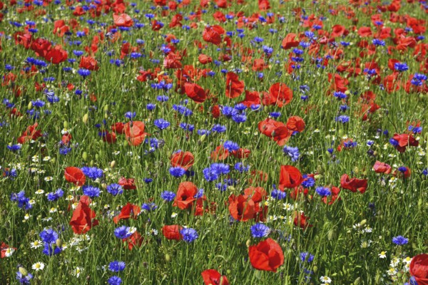 Europe, Germany, Mecklenburg-Western Pomerania, Poppy field and cornflowers near Göhren-Lebbin, Göhren-Lebbin, Mecklenburg-Western Pomerania, Germany, Europe