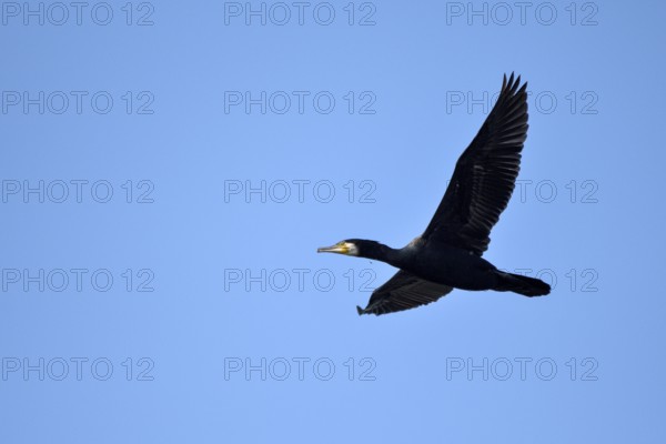 Great cormorant (Phalacrocorax carbo), with fishhook in beak, in flight, Bottrop, Ruhr area, North Rhine-Westphalia, Germany, Europe