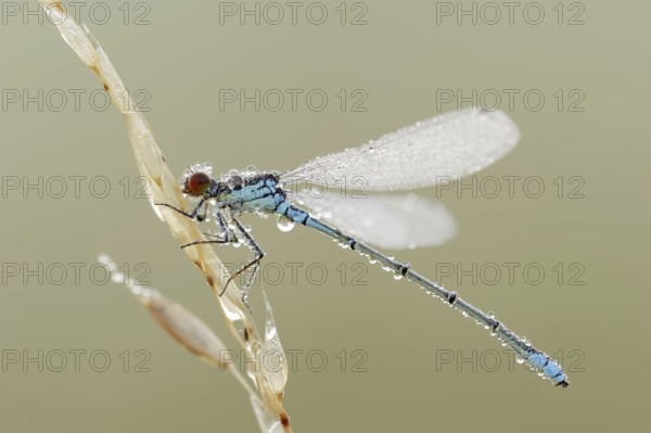 Small red-eyed damselfly (Erythromma viridulum), male with dewdrops, North Rhine-Westphalia, Germany, Europe