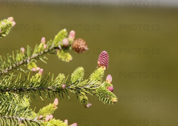 European spruce (Picea abies), inflorescence, spruce cone, North Rhine-Westphalia, Germany, Europe