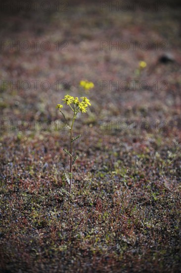 Flowers grow on the former roll call square at the Sachsenhausen concentration camp memorial. Oranienburg, 23.04.2024