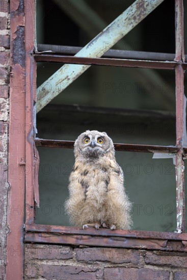 Eurasian eagle-owl (Bubo bubo), fledged young bird, in an old window frame, industrial building, Ewald colliery, Herten, Ruhr area, North Rhine-Westphalia, Germany, Europe